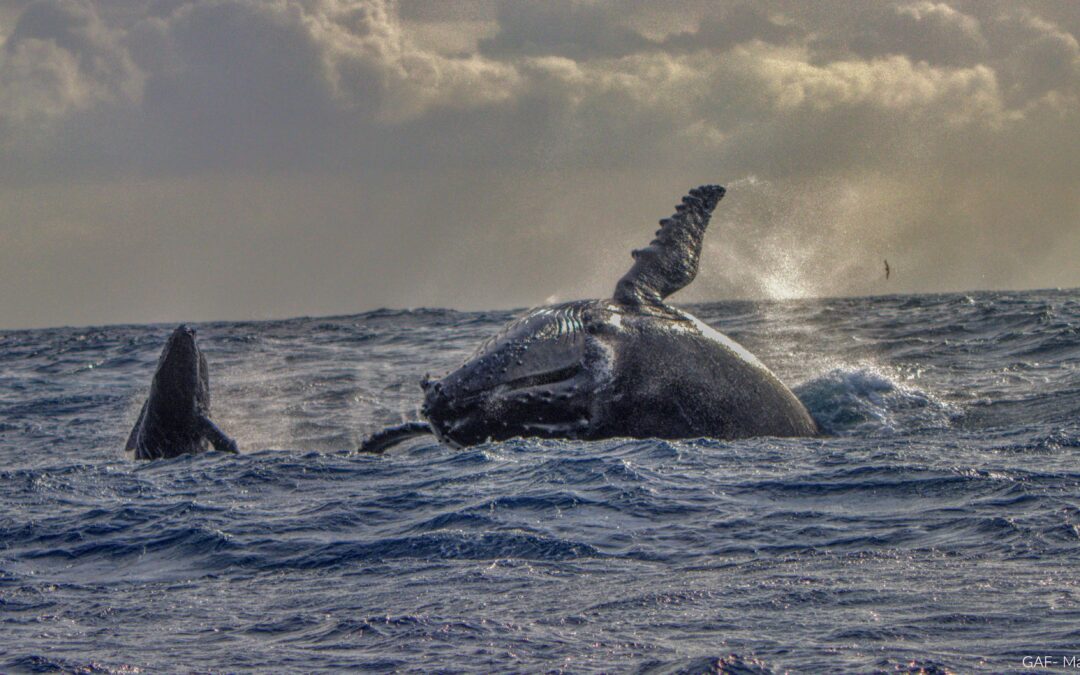 Rencontre avec les baleines à bosse à l’île Maurice