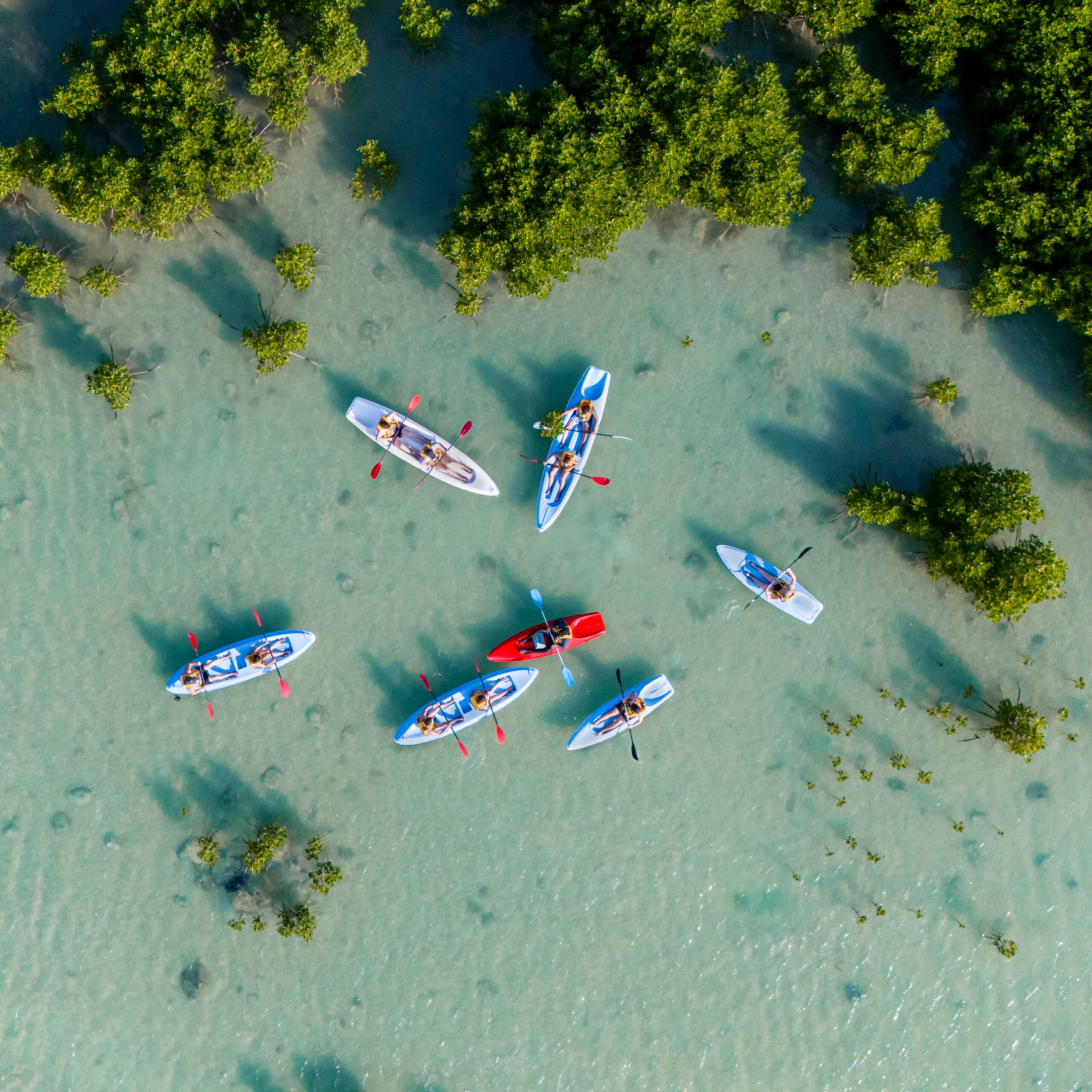 kayaking-mangroves